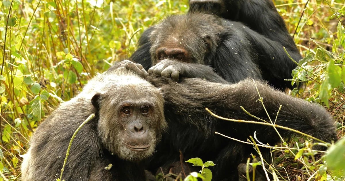 Los chimpancés salvajes pueden practicar la medicina natural