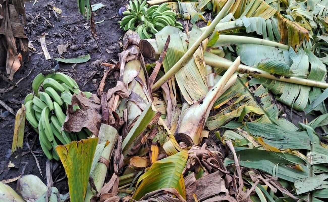 Agricultura auxilia a productores de plátanos afectados por los fenómenos atmosféricos de los últimos días