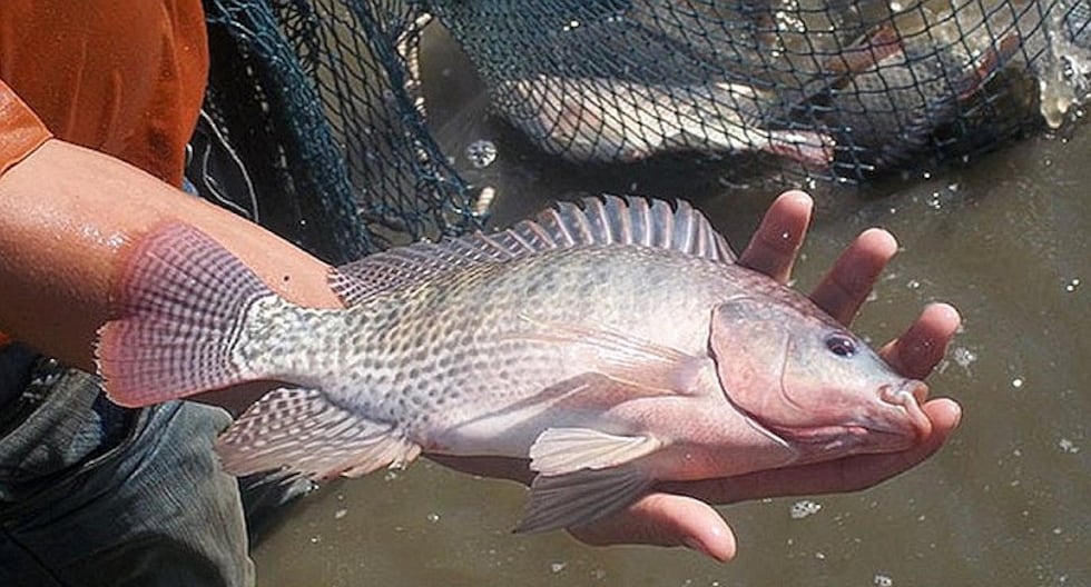 La medicina no recomienda comer estos tres tipos de pescados por ningún motivo | RESPUESTAS