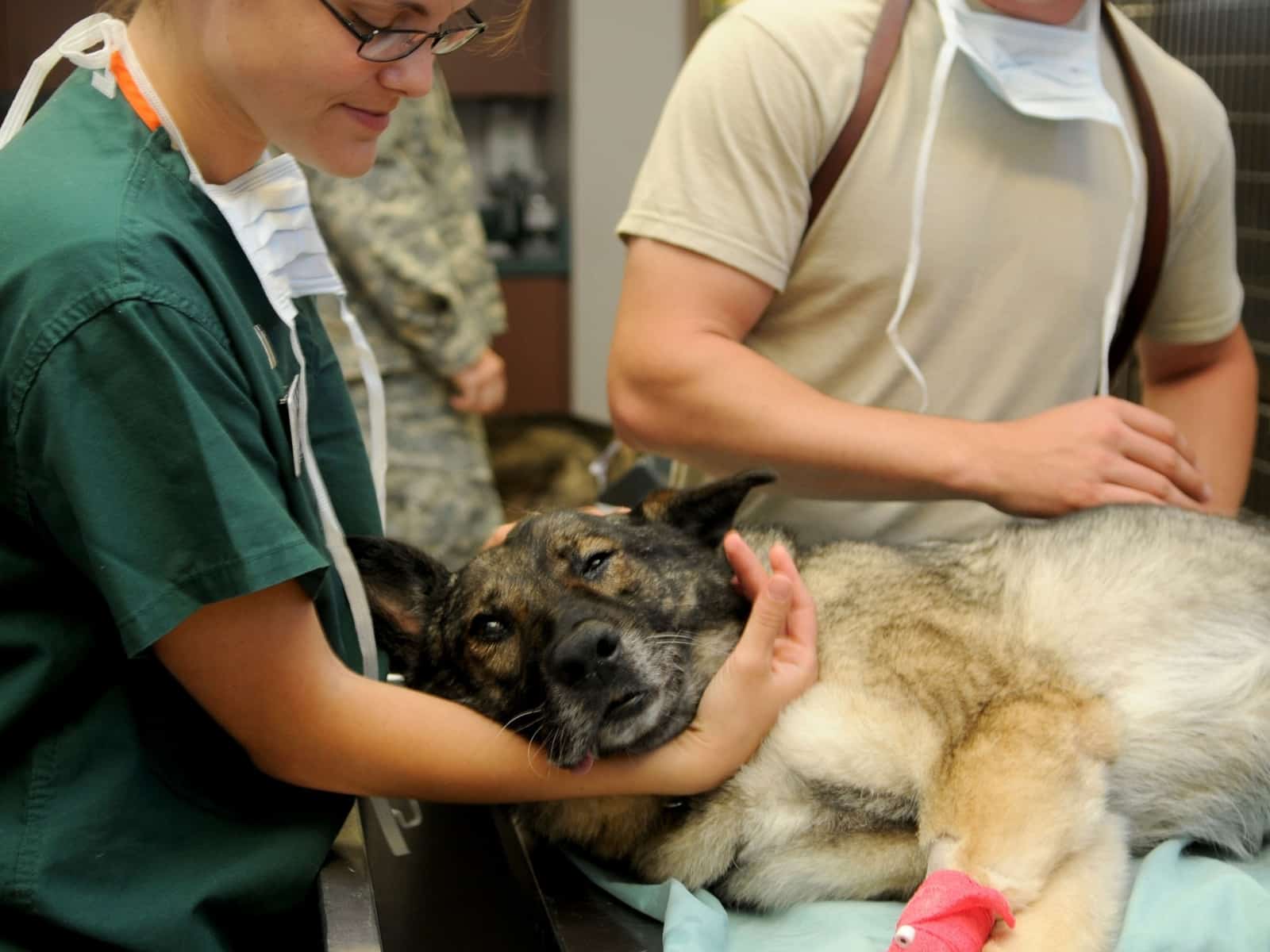 Los esfuerzos de los médicos veterinarios para ejercer en el país