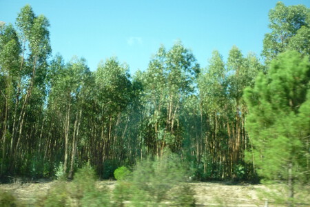 Eucalyptus Bos