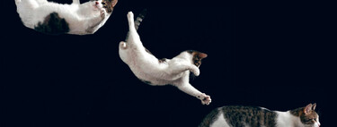 La ciencia lleva desde 1894 dedicando miles de horas de pensamiento a un asunto: por qué los gatos caen siempre de pie