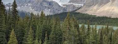 Italia plantó millones de abetos para proteger los Alpes. 90 años después han descubierto que la biodiversidad se ha reducido a la mitad