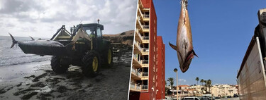 Algo extraño está comenzando a llegar a las playas del sur de Alicante: atunes extraviados de más de 300 kilos