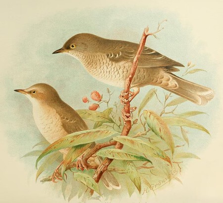 Aves